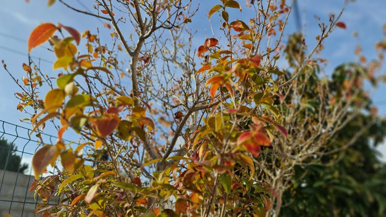 Villa Monte Da Ti Luzia Distrikt Distrikt Faro Exterior foto